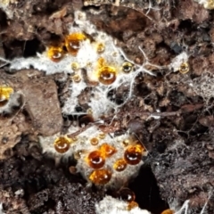 Corticioid fungi at Carwoola, NSW - 5 Sep 2020 by trevorpreston
