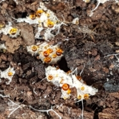 Corticioid fungi at Carwoola, NSW - 5 Sep 2020