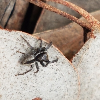 Jotus auripes (Jumping spider) at Carwoola, NSW - 5 Sep 2020 by trevorpreston