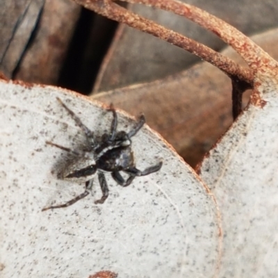 Jotus auripes (Jumping spider) at Carwoola, NSW - 5 Sep 2020 by tpreston