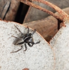 Jotus auripes (Jumping spider) at Wanna Wanna Nature Reserve - 5 Sep 2020 by tpreston