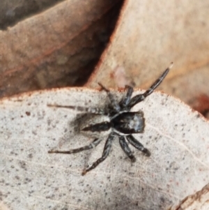 Jotus auripes at Carwoola, NSW - 5 Sep 2020 10:44 AM