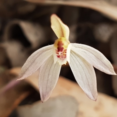 Caladenia fuscata (Dusky Fingers) at Carwoola, NSW - 5 Sep 2020 by trevorpreston