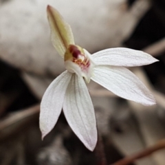 Caladenia fuscata at Carwoola, NSW - suppressed