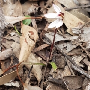 Caladenia fuscata at Carwoola, NSW - suppressed