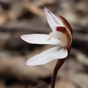 Caladenia fuscata at Carwoola, NSW - suppressed