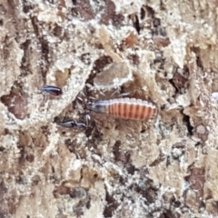 Oratemnus sp. (genus) (Atemnid Pseudoscorpion) at Carwoola, NSW - 5 Sep 2020 by trevorpreston