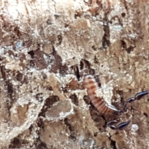 Oratemnus sp. (genus) at Carwoola, NSW - 5 Sep 2020