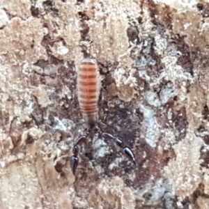 Oratemnus sp. (genus) at Carwoola, NSW - 5 Sep 2020