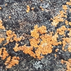 Caloplaca sp. (Firedot Lichen) at QPRC LGA - 5 Sep 2020 by tpreston