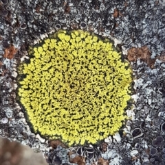 Rhizocarpon geographicum (Yellow Map Lichen) at QPRC LGA - 5 Sep 2020 by tpreston