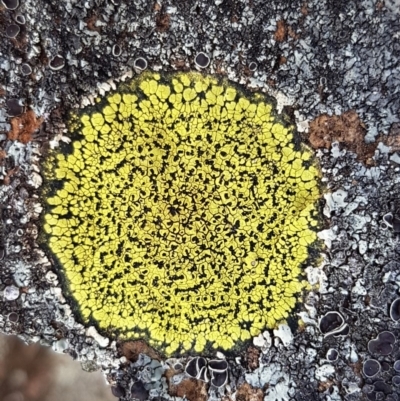 Rhizocarpon geographicum (Yellow Map Lichen) at QPRC LGA - 5 Sep 2020 by tpreston