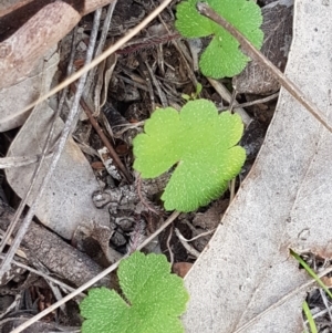 Hydrocotyle laxiflora at Carwoola, NSW - 5 Sep 2020 10:30 AM