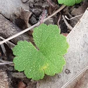 Hydrocotyle laxiflora at Carwoola, NSW - 5 Sep 2020 10:30 AM