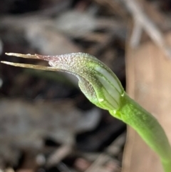 Pterostylis pedunculata (Maroonhood) at Urila, NSW - 4 Sep 2020 by Safarigirl