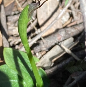 Pterostylis pedunculata at Urila, NSW - 4 Sep 2020