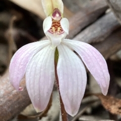 Caladenia fuscata (Dusky Fingers) at Burra, NSW - 5 Sep 2020 by Safarigirl