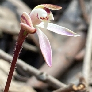 Caladenia fuscata at Burra, NSW - suppressed