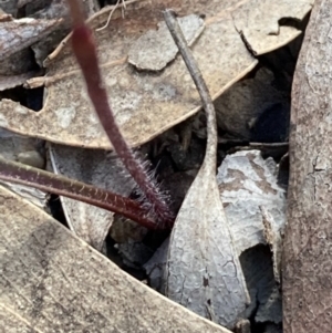 Caladenia fuscata at Burra, NSW - suppressed