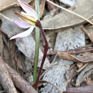 Caladenia fuscata at Burra, NSW - suppressed