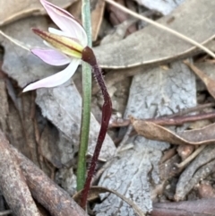 Caladenia fuscata at Burra, NSW - 5 Sep 2020