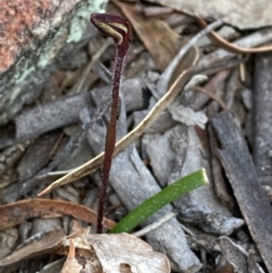 Caladenia fuscata at Burra, NSW - 5 Sep 2020