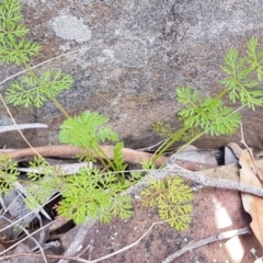 Daucus glochidiatus (Australian Carrot) at Carwoola, NSW - 5 Sep 2020 by trevorpreston