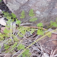 Daucus glochidiatus at Carwoola, NSW - 5 Sep 2020