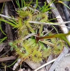 Drosera sp. (A Sundew) at Carwoola, NSW - 5 Sep 2020 by tpreston