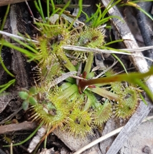 Drosera sp. at Carwoola, NSW - 5 Sep 2020