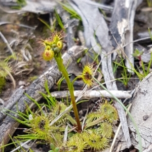 Drosera sp. at Carwoola, NSW - 5 Sep 2020