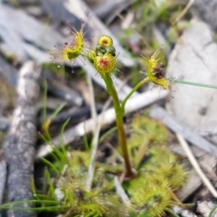 Drosera sp. at Carwoola, NSW - 5 Sep 2020 10:24 AM