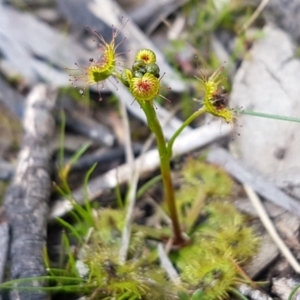 Drosera sp. at Carwoola, NSW - 5 Sep 2020