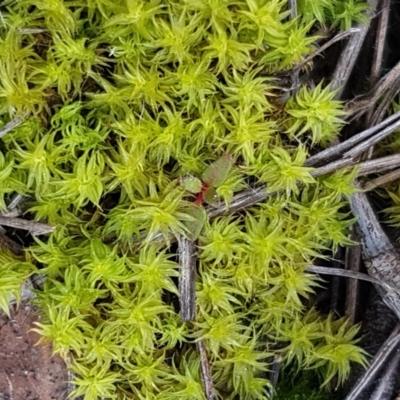 Barbula sp. at Wanna Wanna Nature Reserve - 5 Sep 2020 by tpreston