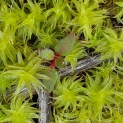 Barbula sp. at Carwoola, NSW - 5 Sep 2020