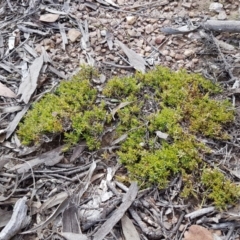 Styphelia humifusum (Cranberry Heath) at Carwoola, NSW - 5 Sep 2020 by trevorpreston