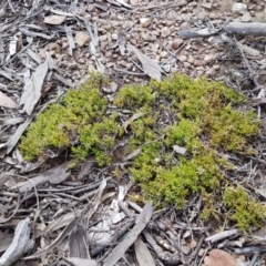 Styphelia humifusum (Cranberry Heath) at Wanna Wanna Nature Reserve - 5 Sep 2020 by tpreston