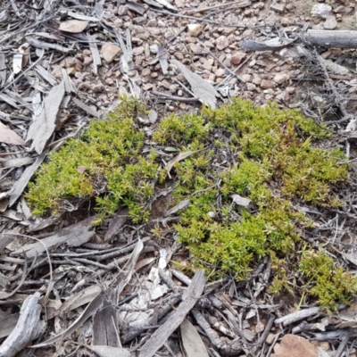 Styphelia humifusum (Cranberry Heath) at Carwoola, NSW - 5 Sep 2020 by trevorpreston