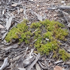 Astroloma humifusum (Cranberry Heath) at Carwoola, NSW - 5 Sep 2020 by tpreston