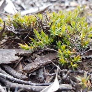 Styphelia humifusum at Carwoola, NSW - 5 Sep 2020