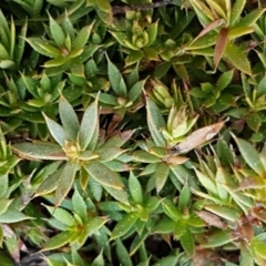 Styphelia humifusum at Carwoola, NSW - 5 Sep 2020