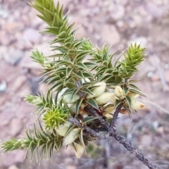 Melichrus urceolatus (Urn Heath) at Carwoola, NSW - 5 Sep 2020 by tpreston