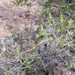 Melichrus urceolatus at Carwoola, NSW - 5 Sep 2020