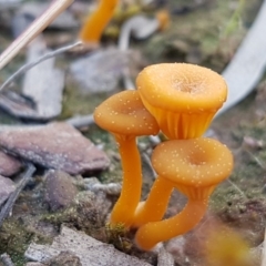 Lichenomphalia chromacea (Yellow Navel) at QPRC LGA - 5 Sep 2020 by tpreston