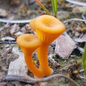 Lichenomphalia chromacea at Carwoola, NSW - 5 Sep 2020