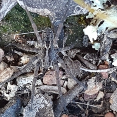 Tasmanicosa sp. (genus) (Unidentified Tasmanicosa wolf spider) at QPRC LGA - 5 Sep 2020 by tpreston