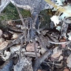Tasmanicosa sp. (genus) (Unidentified Tasmanicosa wolf spider) at Carwoola, NSW - 5 Sep 2020 by tpreston
