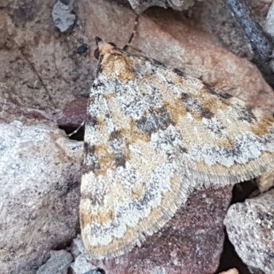 Dichromodes disputata (Scaled Heath Moth) at Wanna Wanna Nature Reserve - 5 Sep 2020 by tpreston