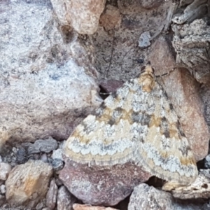 Dichromodes disputata at Carwoola, NSW - 5 Sep 2020