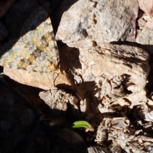 Dichromodes disputata at Carwoola, NSW - 5 Sep 2020